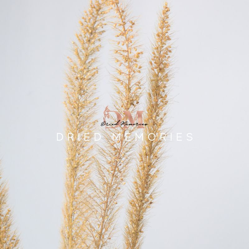 Dried Fox Tail (1 stem) Preserved Dried Foxtail Flowers Gift Wedding Party Home Birthday DIY