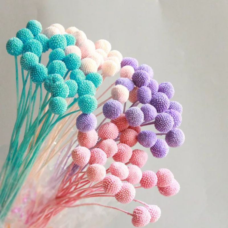 Preserved Real Dried Craspedia Flower Decor Gift Wedding Party Home Birthday DIY