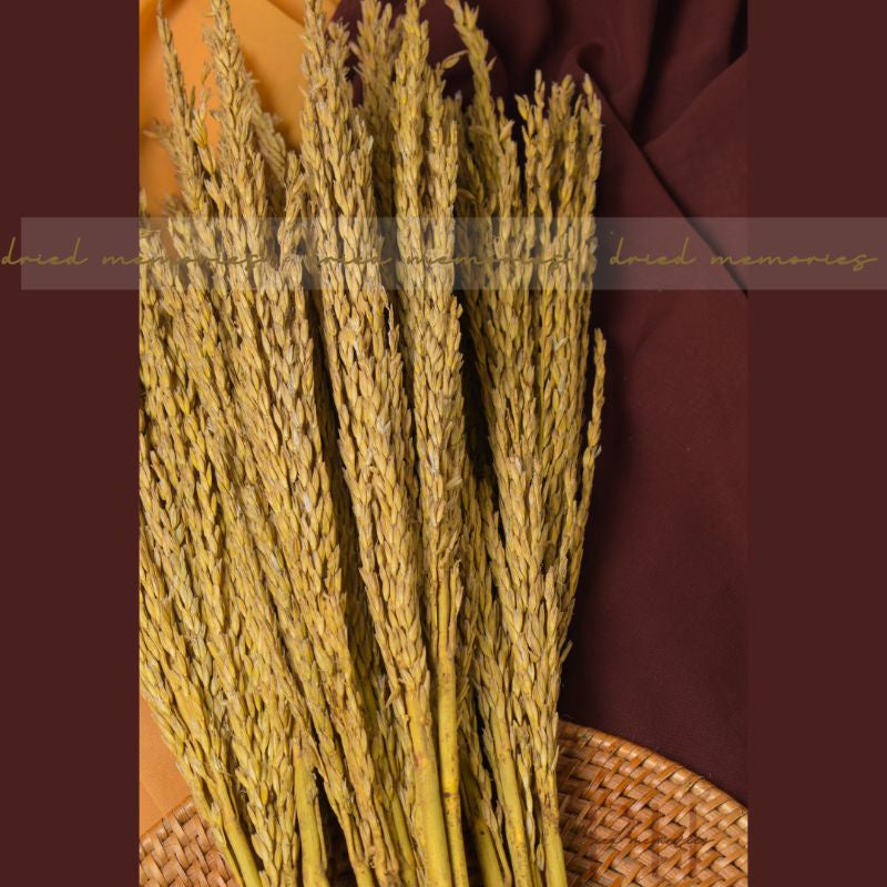 Dried corn flower common wheat Real flower Gift Wedding Party Home Birthday DIY Dried Memories PH