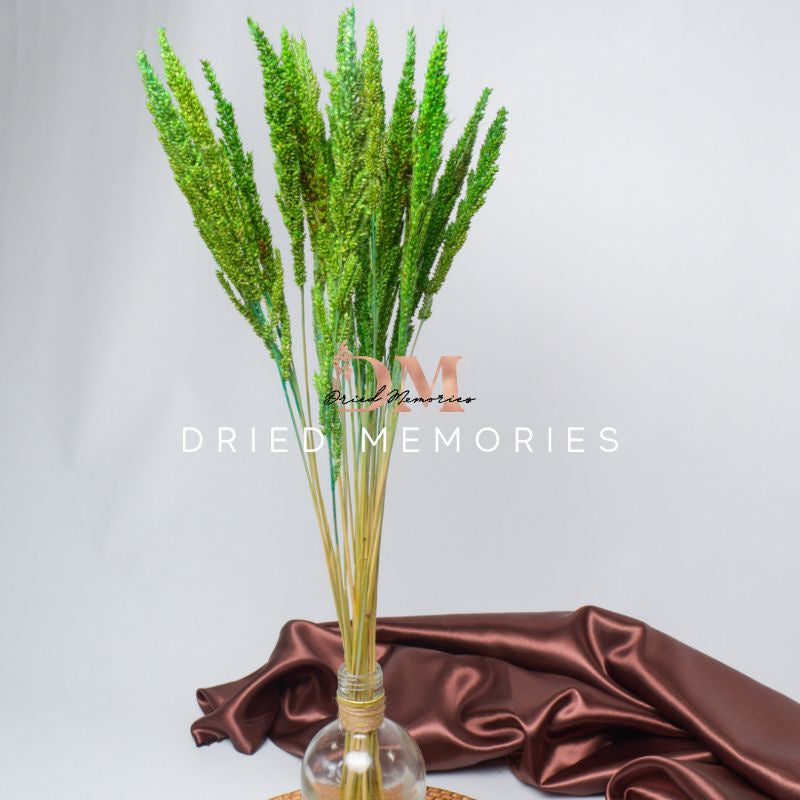 Dried Trigo Wheat Flower Real Dried Hare Decor Gift Wedding Party Home Birthday DIY | Dried Memories