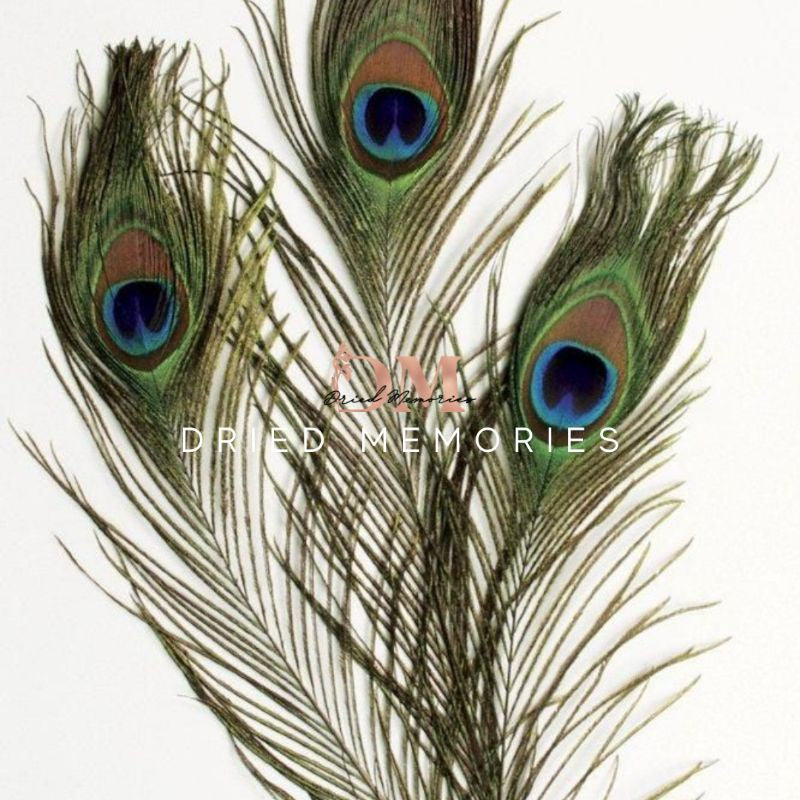 Real Peacock Feather Home Decor Cool Gifts DIY Eye Tail Feather for Masquerade Decoration Party