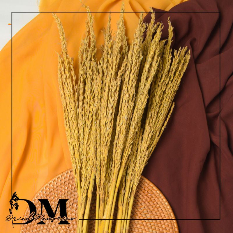 Dried corn flower common wheat Real flower Gift Wedding Party Home Birthday DIY Dried Memories PH