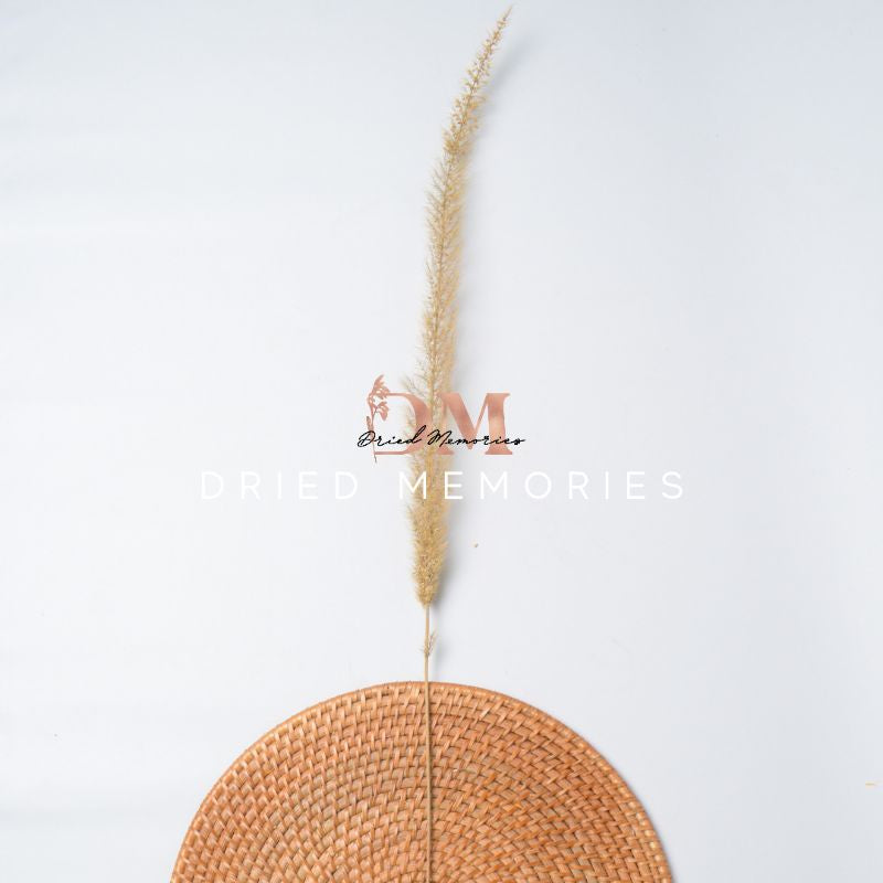 Dried Fox Tail (1 stem) Preserved Dried Foxtail Flowers Gift Wedding Party Home Birthday DIY