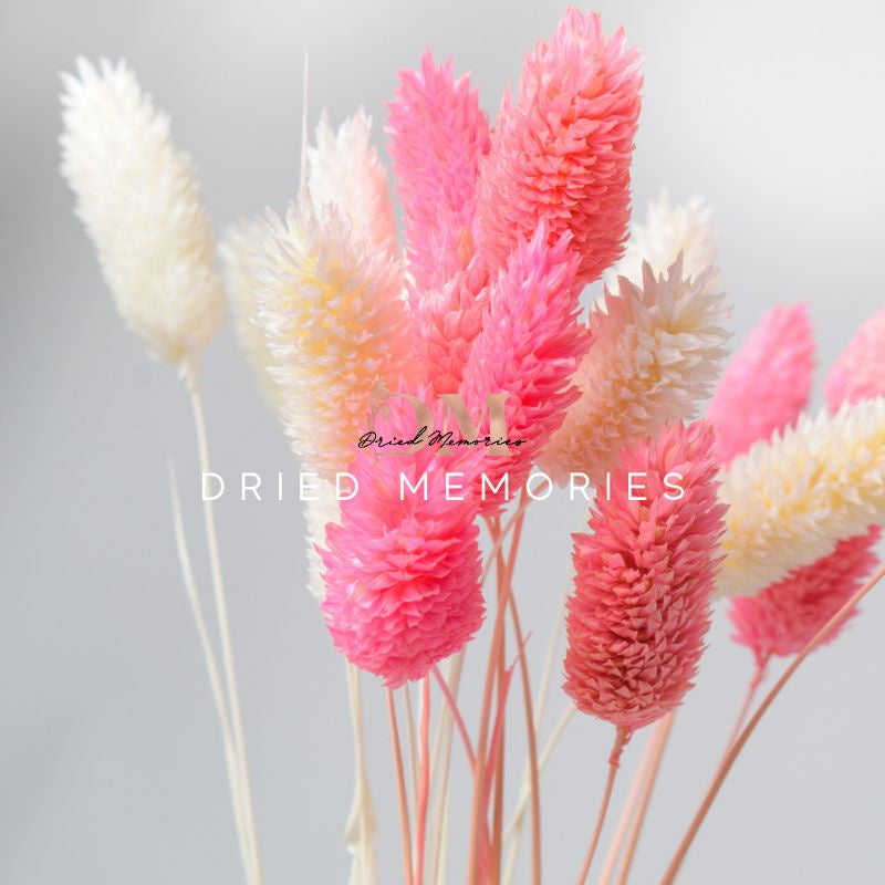 Dried Small Phalaris (5 stems) Real Flowers Decor Gift Wedding Party Home Birthday DIY