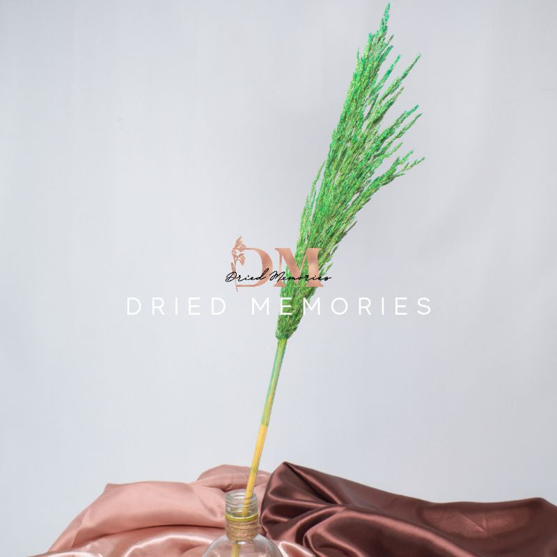 Dried Foliage Pampas (1 Stem) Real Flower Local Pampas Gift Wedding Party Home Birthday DIY