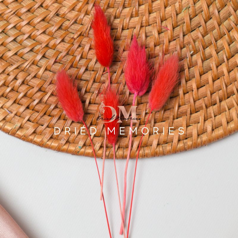 Dried Small Bunnytail (5 stems) Flower for Resin Lagurus Gift Wedding Party Home Birthday DIY