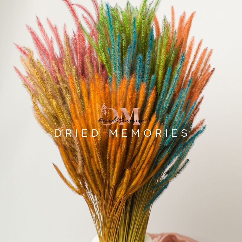 Dried Rat Tail (3 Stems for 5php) Real Flower Solidago Horse Gift Wedding Party Home Birthday DIY