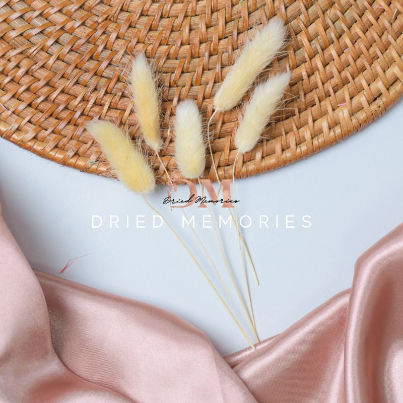 Dried Small Bunnytail (5 stems) Flower for Resin Lagurus Gift Wedding Party Home Birthday DIY