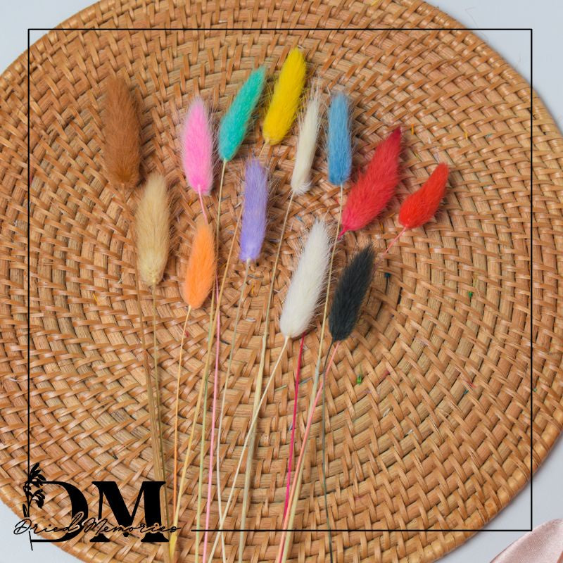 Dried Bunnytail Flowers (1 Stem) Real Lagurus Gift Wedding Party Home Birthday DIY | Dried Memories