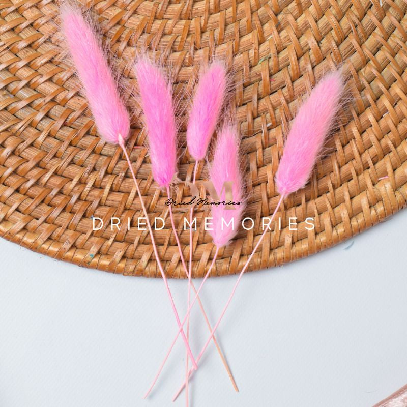 Dried Small Bunnytail (5 stems) Flower for Resin Lagurus Gift Wedding Party Home Birthday DIY