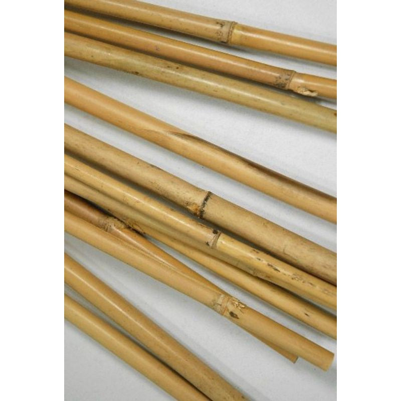 2 Feet Preserved Bamboo Stick 1 Stem Dried Real Flower Gift Wedding Party Home Birthday DIY