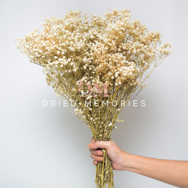 Babysbreath Whole Bunch Gypsophila Real Dried Flower Gift Wedding Party Home Birthday DIY