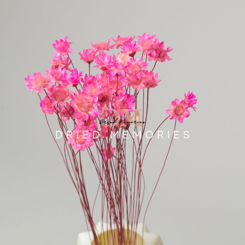 MINI Dried Hill Star Flower (2 pcs for 5php) For Gift Wedding Party Home Birthday DIY