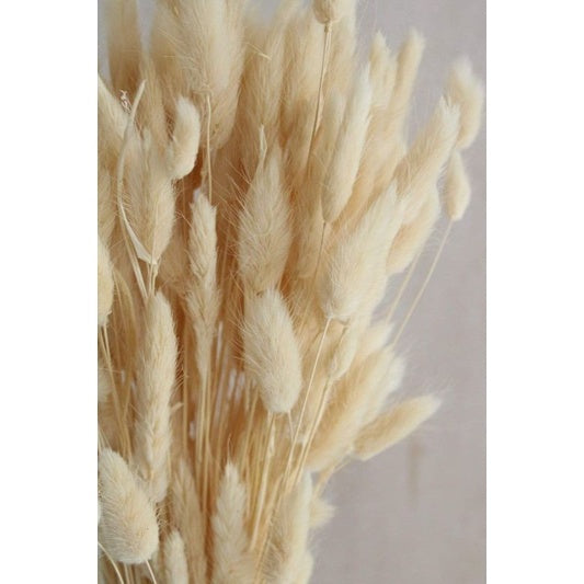 Dried Bunnytail Flowers (1 Stem) Real Lagurus Gift Wedding Party Home Birthday DIY | Dried Memories