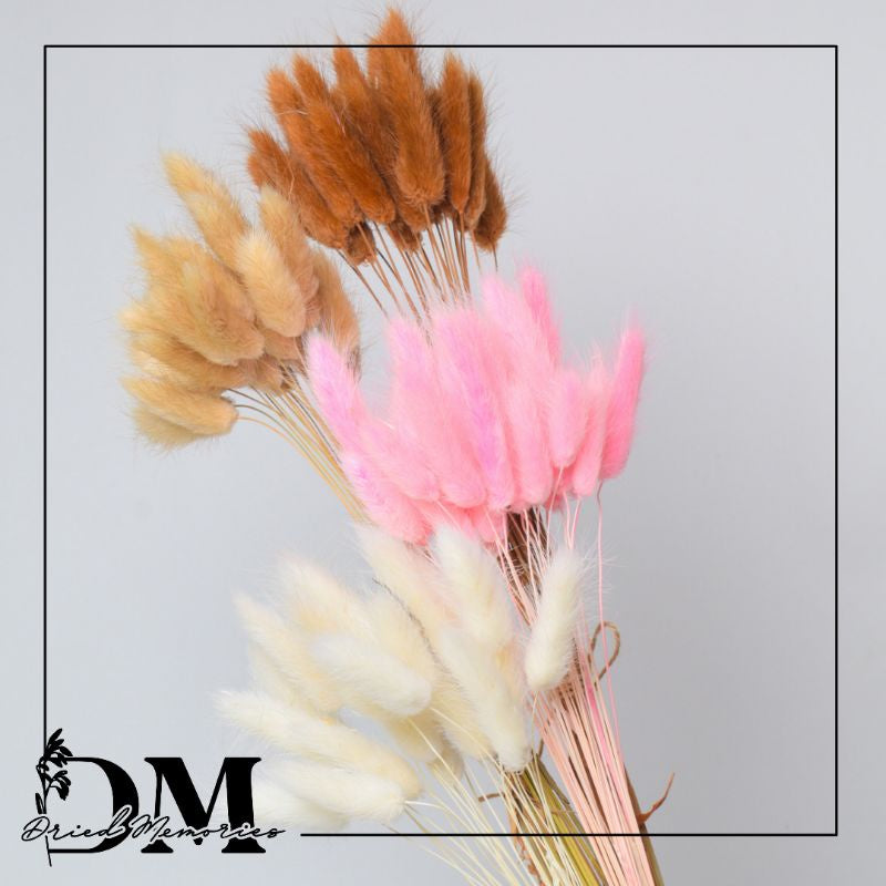 Dried Bunnytail Flowers (25 stems) Real Lagurus Decor Gift Wedding Party Home Birthday DIY