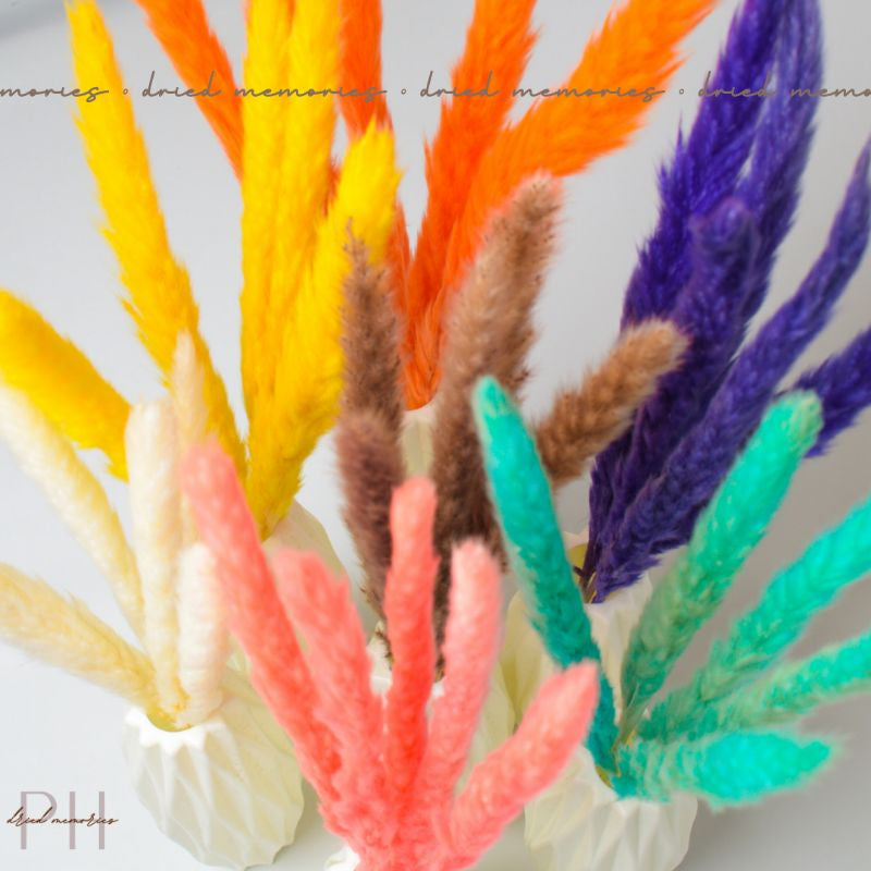 Australis Mini Pampas Dried Flower Real Decor Gift Wedding Party Home Birthday DIY | Dried Memories