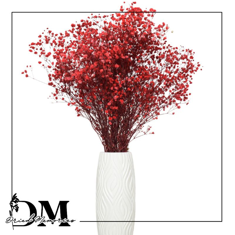 Babysbreath Medium Preserved Real Gypsophila Dried Flower Gift Wedding Party Home Birthday DIY