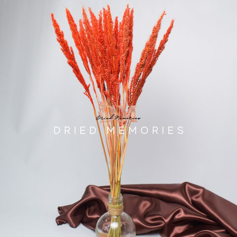 Dried Trigo Wheat Flower Real Dried Hare Decor Gift Wedding Party Home Birthday DIY | Dried Memories