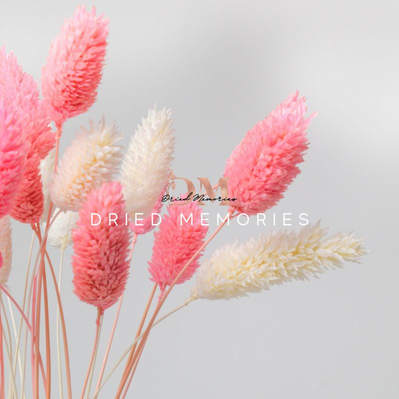 Dried Small Phalaris (5 stems) Real Flowers Decor Gift Wedding Party Home Birthday DIY