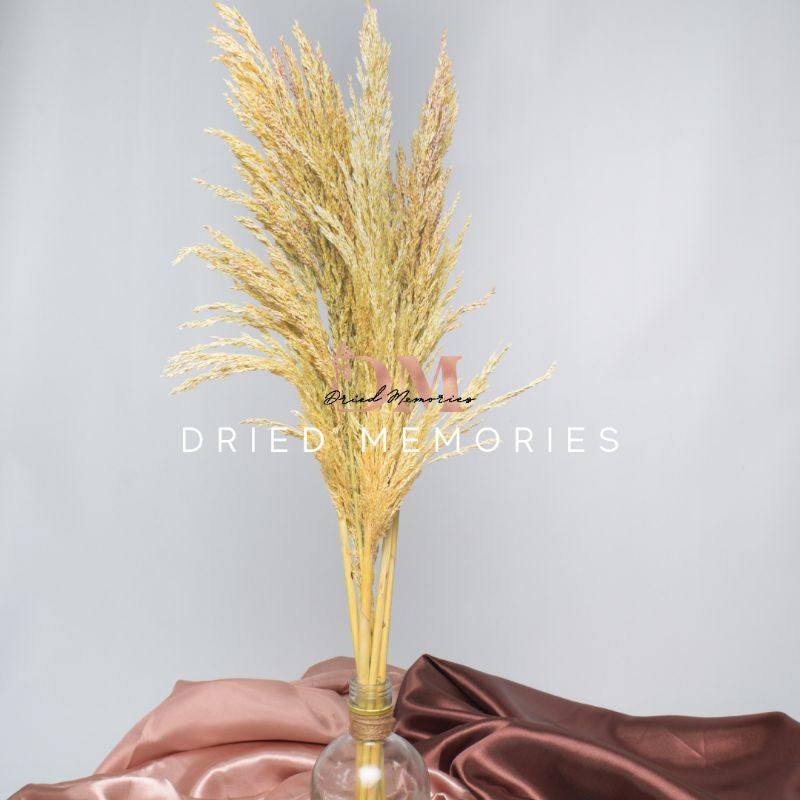 Dried Foliage Pampas Real Flower Local Decor Gift Wedding Party Home Birthday DIY