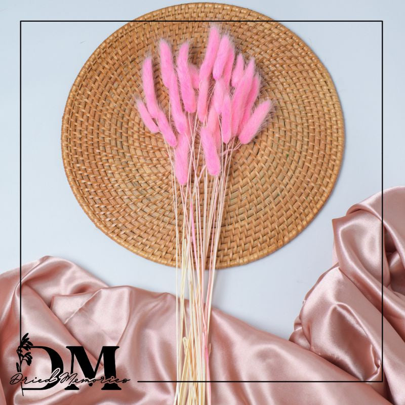 Dried Bunnytail Flowers (25 stems) Real Lagurus Decor Gift Wedding Party Home Birthday DIY