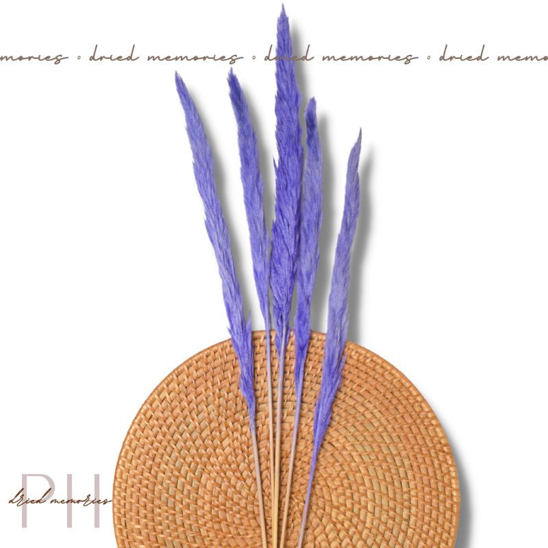 Australis Mini Pampas Dried Flower Real Decor Gift Wedding Party Home Birthday DIY | Dried Memories