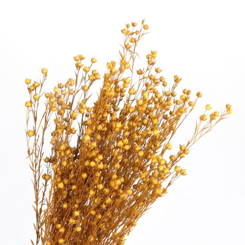 Dried Acacia Bean Preserved Dried Flowers Gift Wedding Party Home Birthday DIY | Dried Memories PH