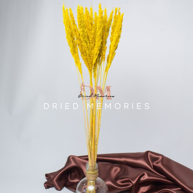 Dried Trigo Wheat Flower Real Dried Hare Decor Gift Wedding Party Home Birthday DIY | Dried Memories