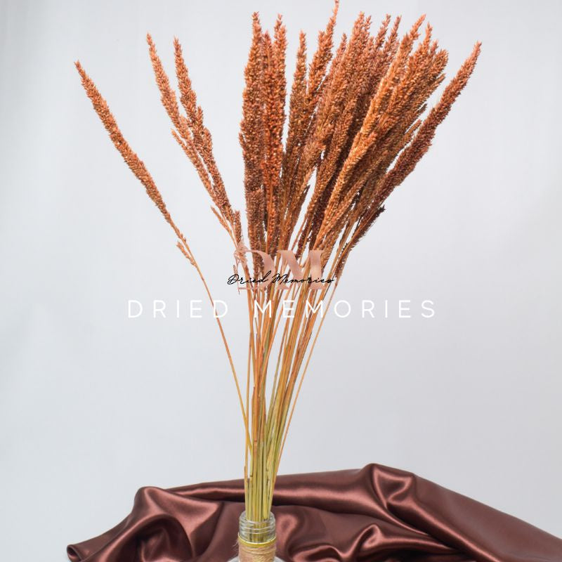 Dried Trigo Wheat Flower Real Dried Hare Decor Gift Wedding Party Home Birthday DIY | Dried Memories