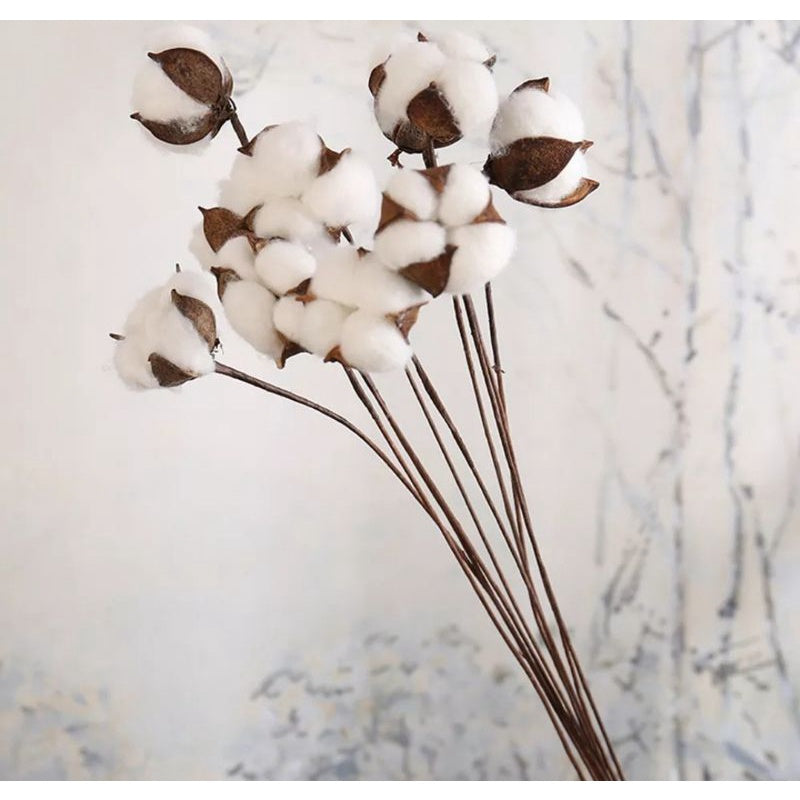 Dried Cotton Flower (1 Cotton) Gift Wedding Party Home Birthday DIY Dried Flowers | Dried Memories