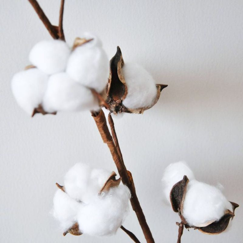 Dried Real Cotton Flower (10 cottons) Gift Wedding Party Home Birthday DIY | Dried Memories PH