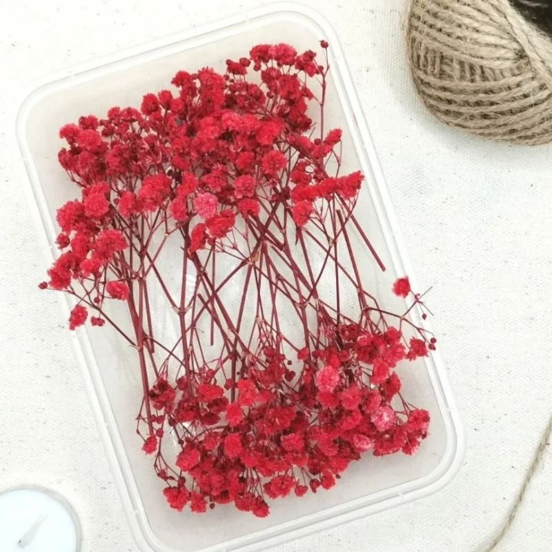 Preserved Dried Gypsophila Real Flowers in a Tub Gift Wedding Party Home Birthday DIY