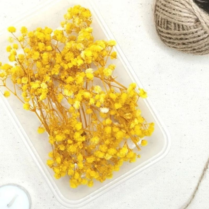 Preserved Dried Gypsophila Real Flowers in a Tub Gift Wedding Party Home Birthday DIY