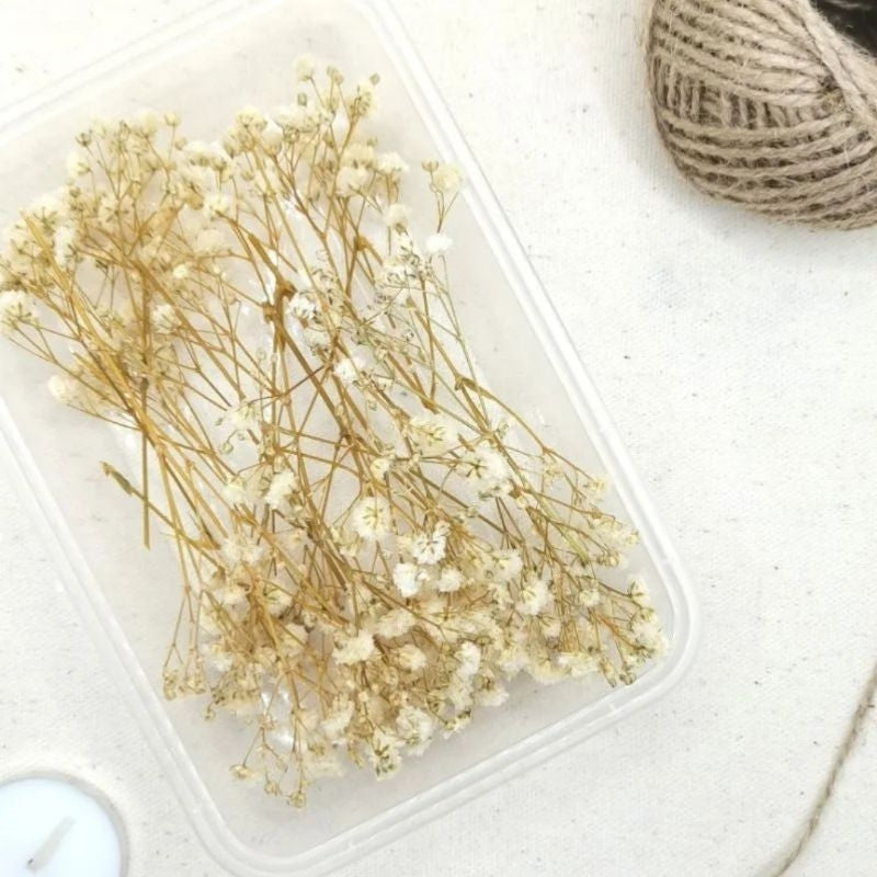 Preserved Dried Gypsophila Real Flowers in a Tub Gift Wedding Party Home Birthday DIY