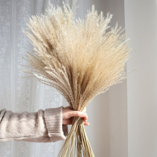 Dried Reed Fluffy (12 stems) Pampas Real Flower Gift Wedding Party Home Birthday DIY Dried Memories