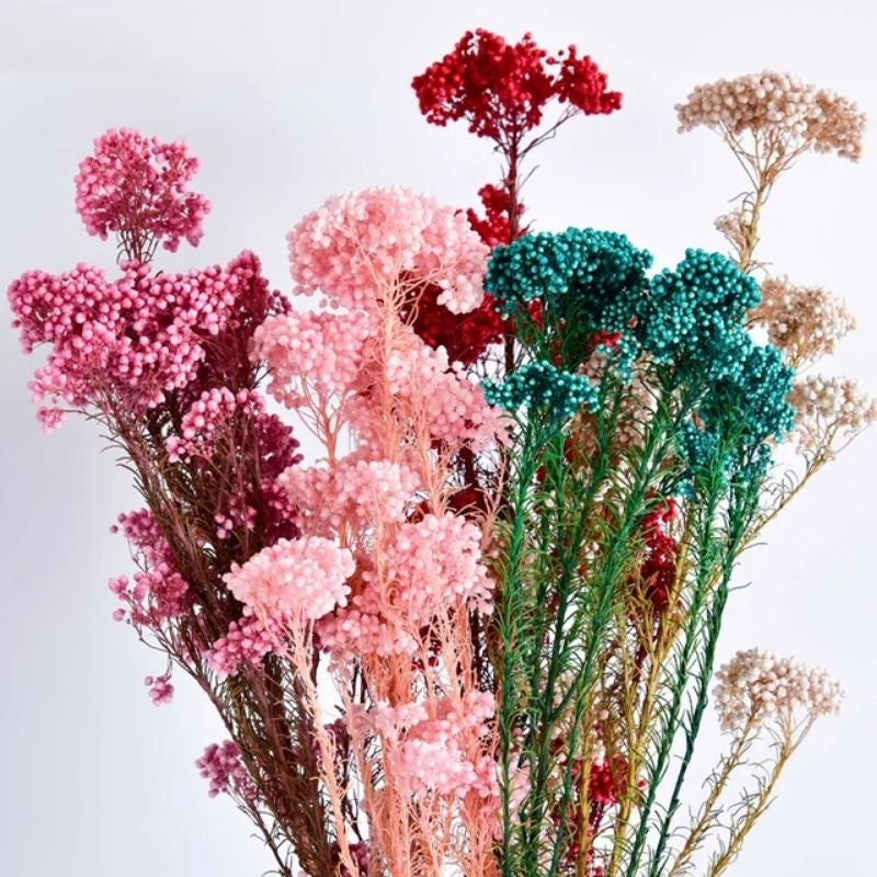 Dried Rice Flower Preserved Real Flower Gift Wedding Party Home Birthday DIY | Dried Memories PH