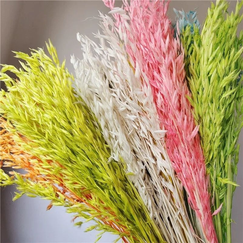 Dried Wild Oats (1 stem) Preserved Dried Flowers Gift Wedding Party Home Birthday DIY