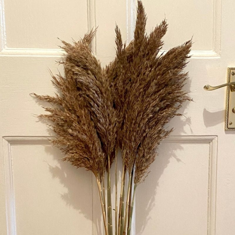 3 Ft. Dried Local Pampas Real Flower Wedding and Home Decoration