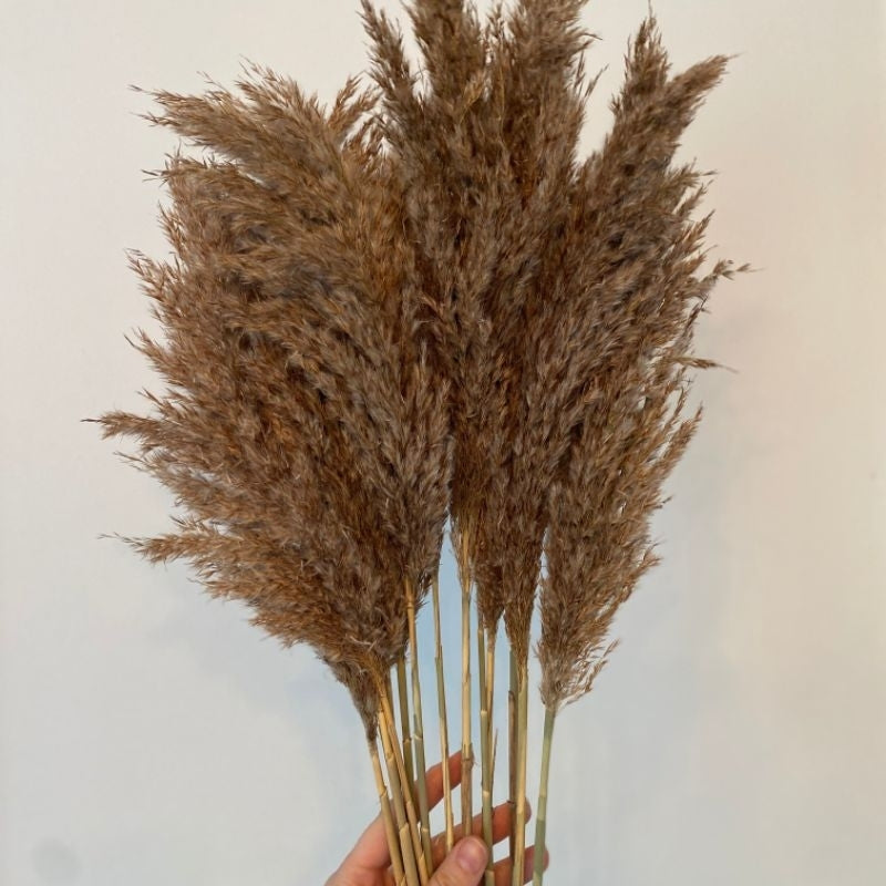 Dried Reed Local Pampas (1 Stem) Grass Pampas Gift Wedding Party Home Birthday DIY | Dried Memories