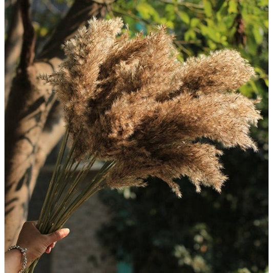 Dried Reed Local Pampas Flowers (8 stems) Gift Wedding Party Home Birthday DIY