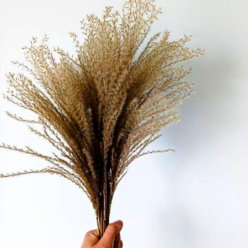 Dried Real Rust Pampas (1 stem) Dried Flower Fluffy Pampas Gift Wedding Party Home Birthday DIY