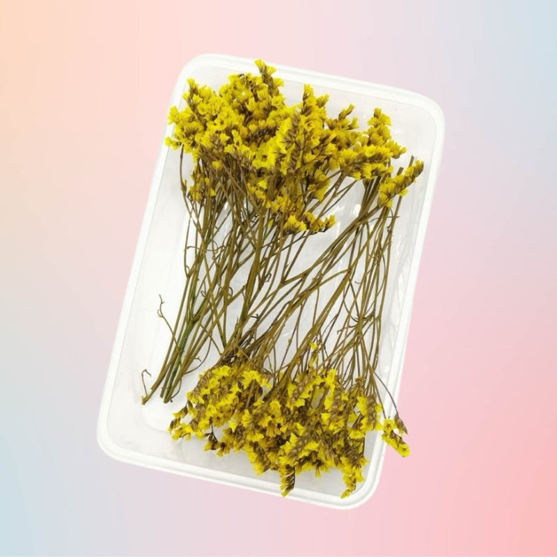 Dried Caspia Preserved Flower in Tub for Invitation DIY Wedding Gift Kraft