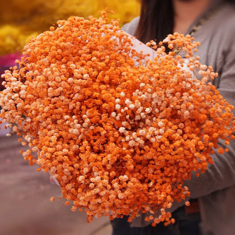 Preserved Dried Gypsophila Real Flowers in a Tub Gift Wedding Party Home Birthday DIY