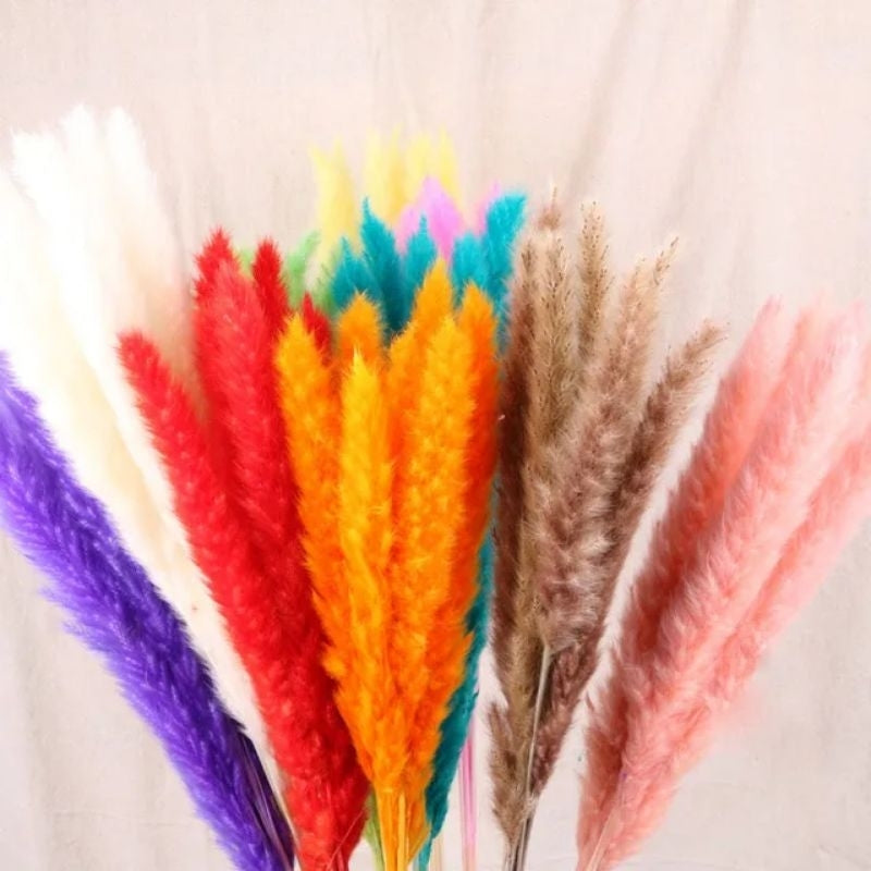 Australis Mini Pampas Dried Flower Real Decor Gift Wedding Party Home Birthday DIY | Dried Memories