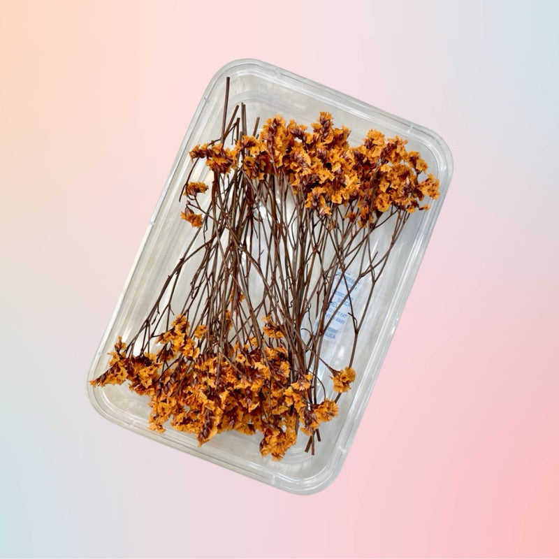 Dried Caspia Preserved Flower in Tub for Invitation DIY Wedding Gift Kraft