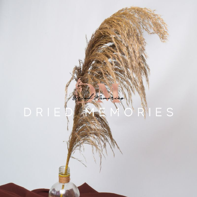 Dried Reed Local Pampas (1 Stem) Grass Pampas Gift Wedding Party Home Birthday DIY | Dried Memories