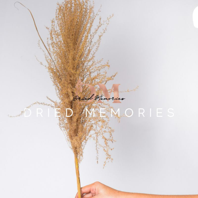 Dried Real Rust Pampas (1 stem) Dried Flower Fluffy Pampas Gift Wedding Party Home Birthday DIY