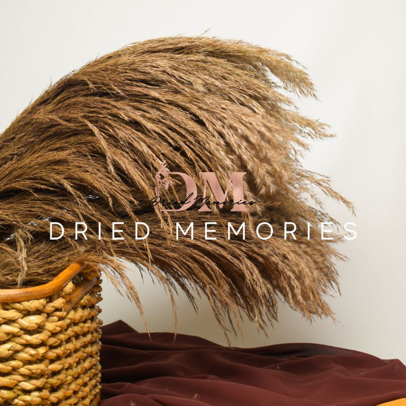 Dried Reed Local Pampas (1 Stem) Grass Pampas Gift Wedding Party Home Birthday DIY | Dried Memories